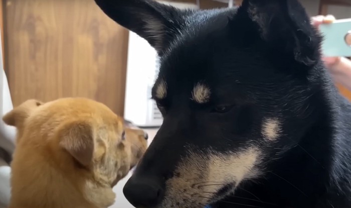 子犬と柴犬