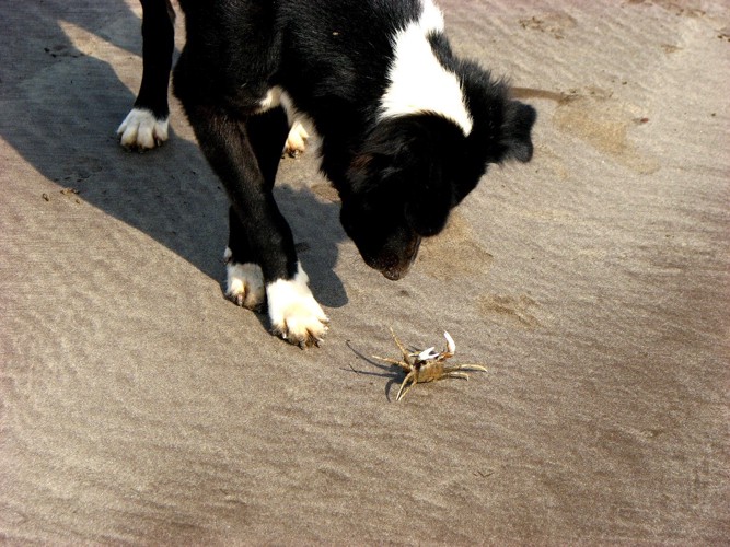 犬と蟹