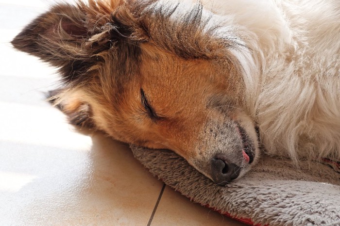 気持ちよさそうに眠るシェルティ