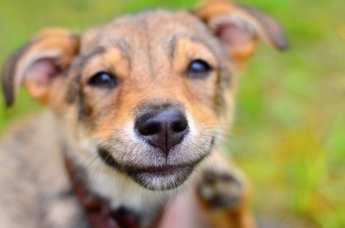 笑顔でヒコーキ耳の犬