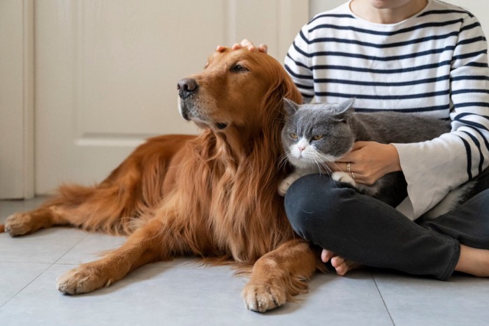 ゴールデンレトリーバーと猫と一緒に座る飼い主