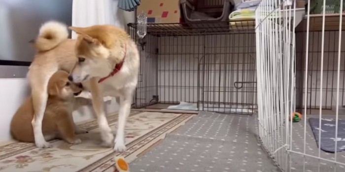 後追いする子犬