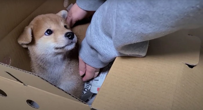 箱の中の子犬