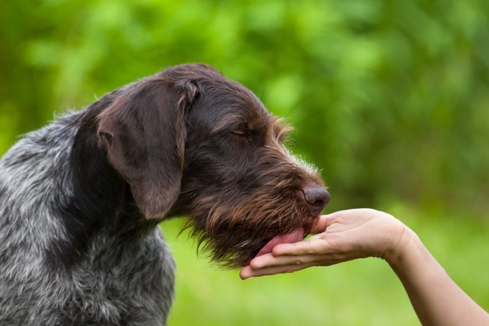 人の手のひらを舐める犬