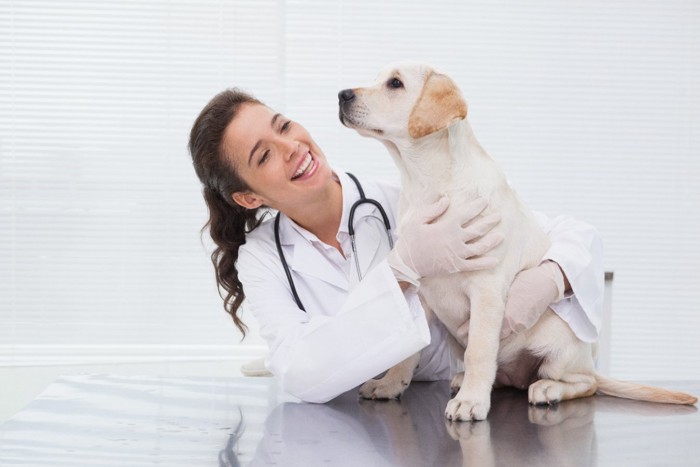 子犬と獣医師