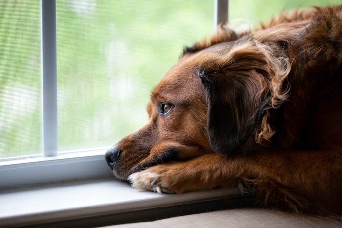 寂しそうに窓辺でうなだれる犬