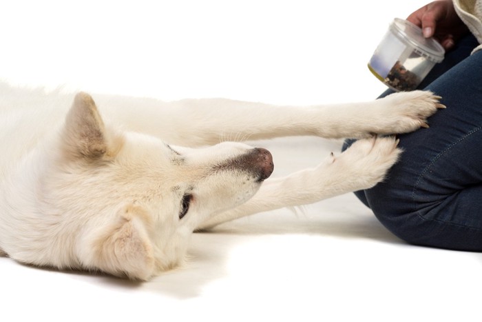 前足でつつく犬