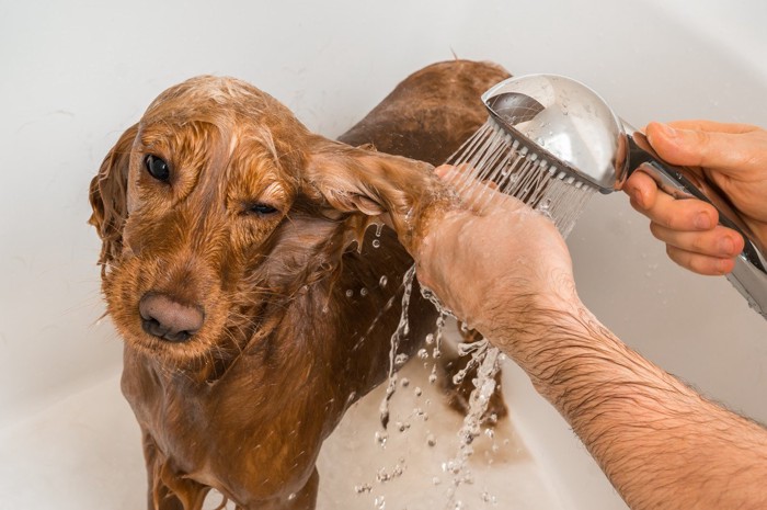 耳をあらわれている犬