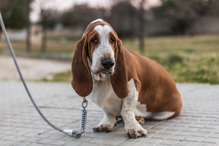 飼い主と公園を走る犬