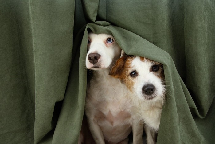 カーテンに隠れる2頭の犬