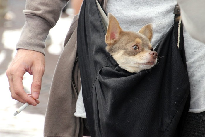 犬と愛煙家