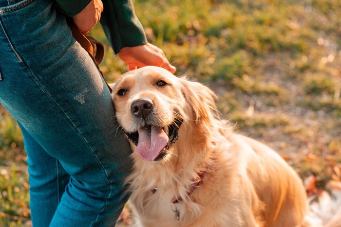 人の足に顔を寄せる犬