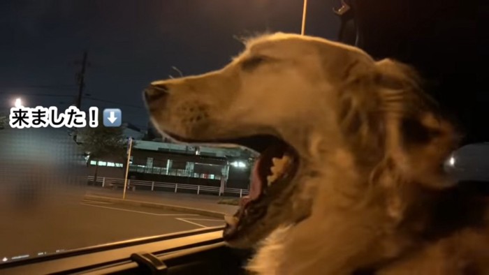 あくびをする大型犬