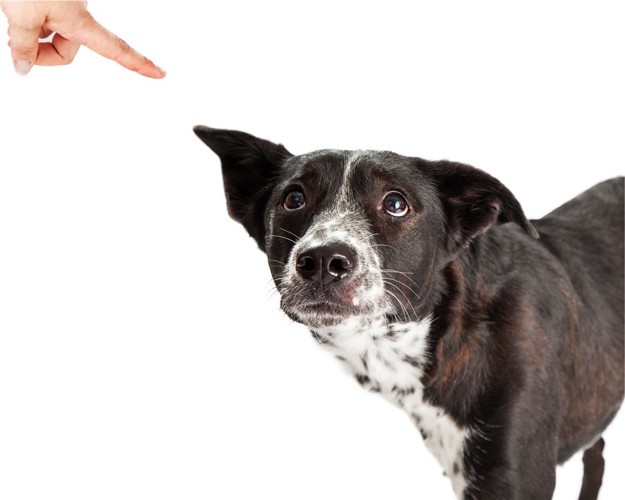 指さしで叱られている犬