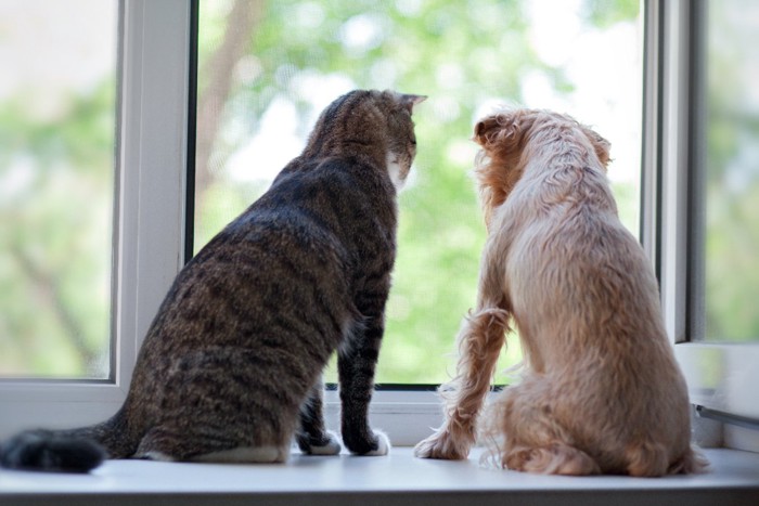 窓から外を見る猫と犬
