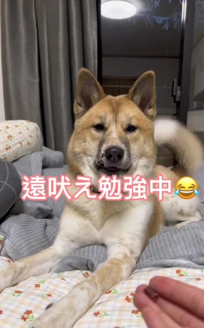 元野犬