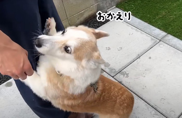 おかえりという犬