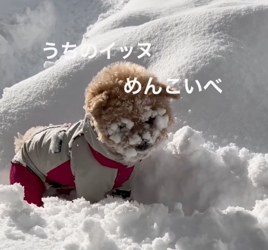 雪の中で遊ぶきなちゃん1