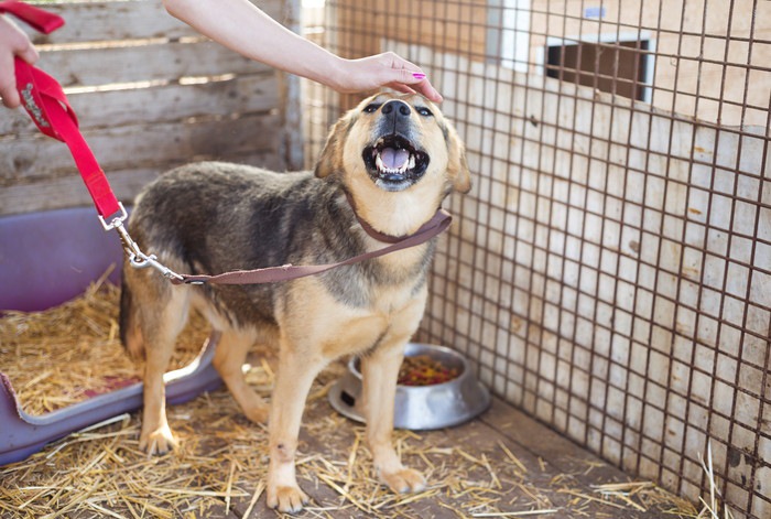 保護犬を撫でている人