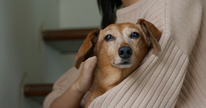 飼い主に抱っこされる老犬