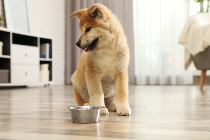 そっぽを向く秋田犬の子犬