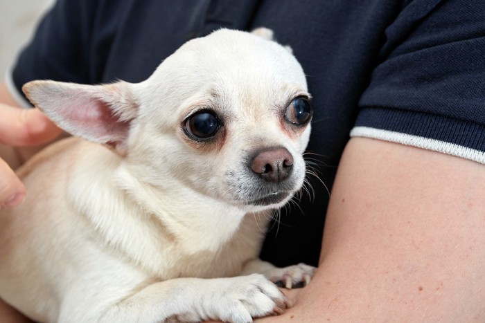 黒い服装の人に抱かれて怖がっている犬