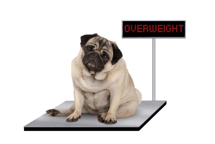 「overweight」な犬