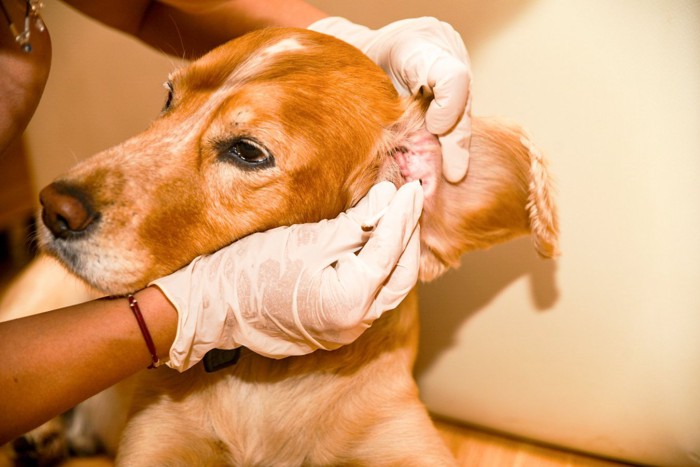 犬の耳を洗浄している獣医師