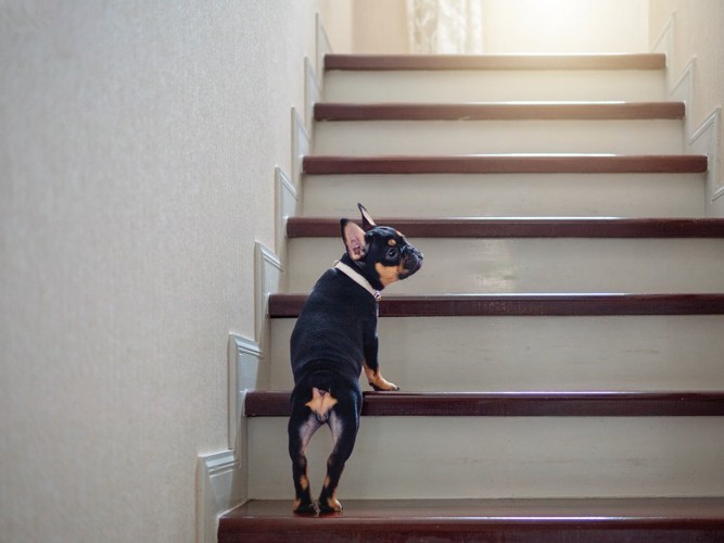 階段を上るフレンチブルドッグ