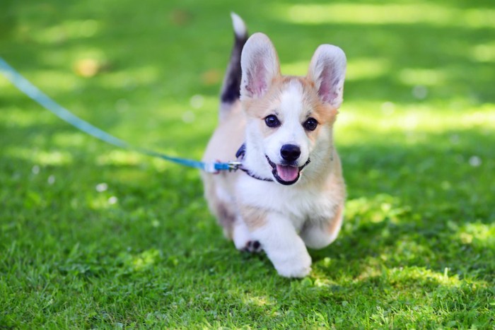 散歩しているコーギーの子犬