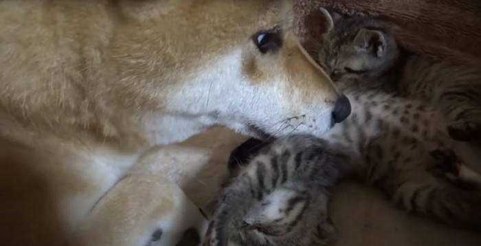 へそ天する子猫のお腹に顔を寄せる柴犬