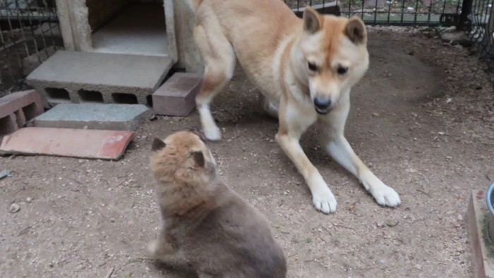 「ほんまにやめろや…！」