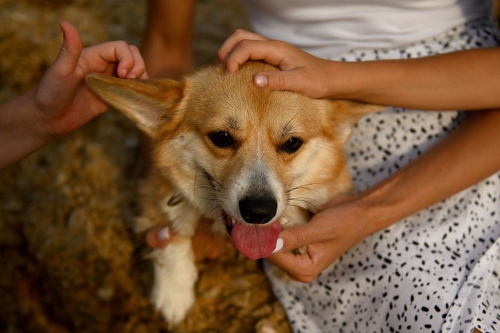 顔を複数の人の手で触られまくる犬