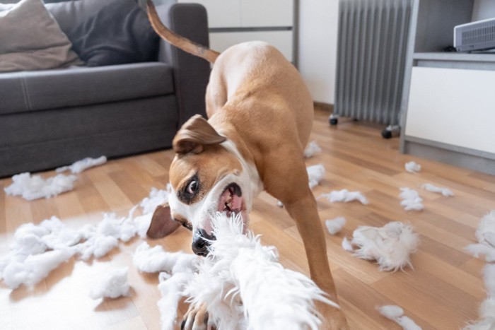 部屋を散らかしている犬