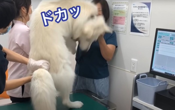 飼い主を殴る犬