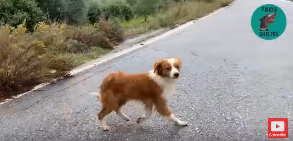 警戒して小走りする犬