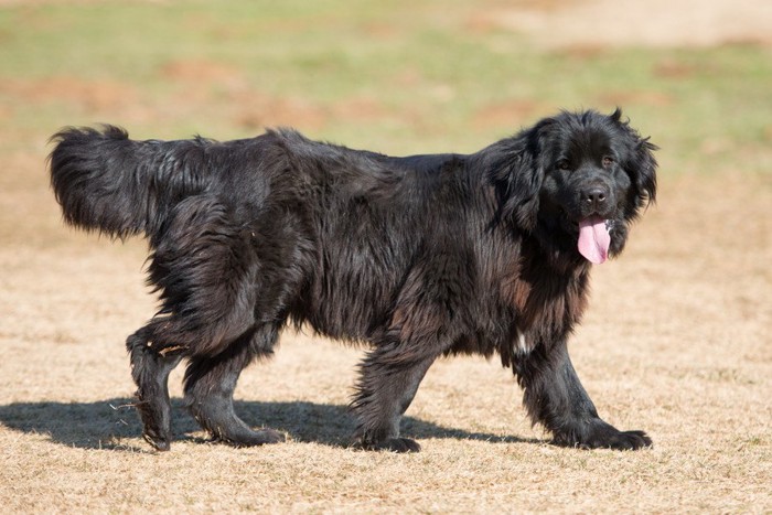 大型犬