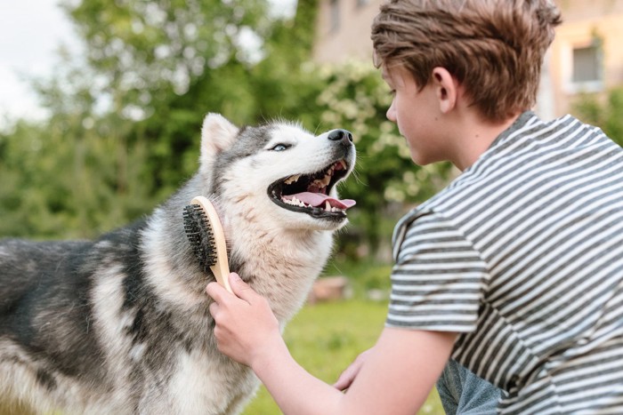 ブラッシングをされる犬