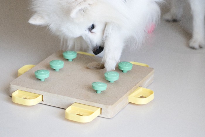 パズルで遊ぶ白い犬