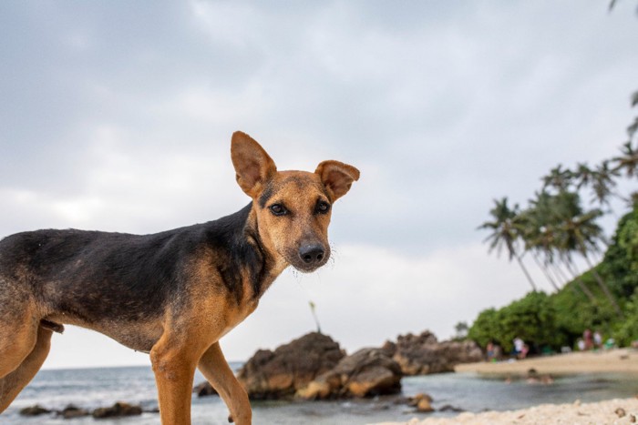スリランカのビーチの犬