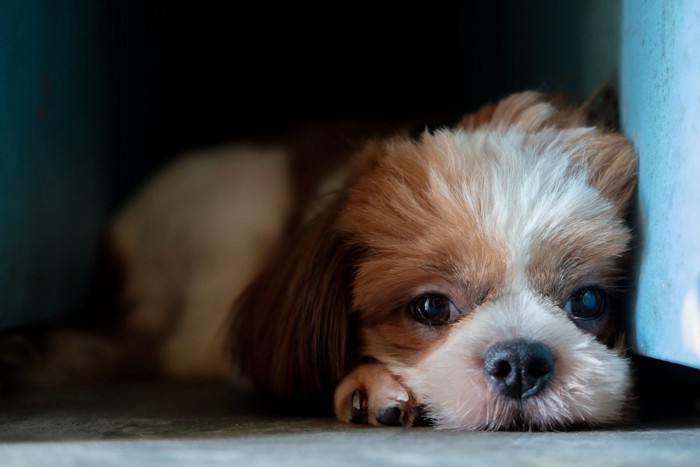 ぐったりした様子の犬