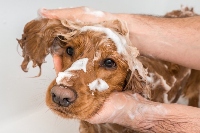 犬のシャンプー