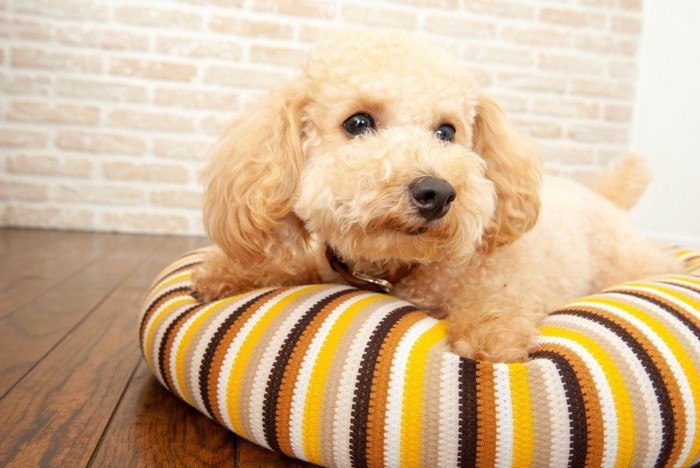 犬用ベッドの上で伏せているトイプードル