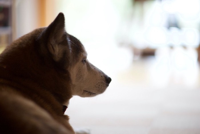 遠くを見つめる老犬の横顔