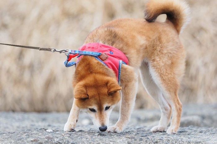 ハーネスで散歩する犬