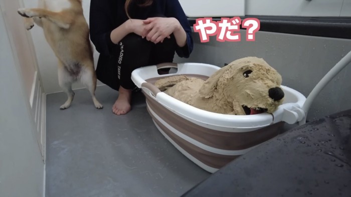 バスタブに犬のぬいぐるみを入れる女性の横に後ろ足で立つ柴犬