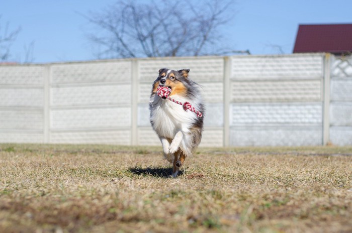 ロープおもちゃを口にくわえて走る犬