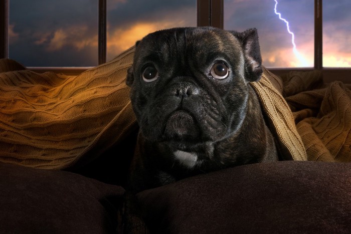 雷に怯える犬