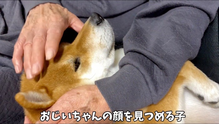 犬を撫でるおじいちゃんの手