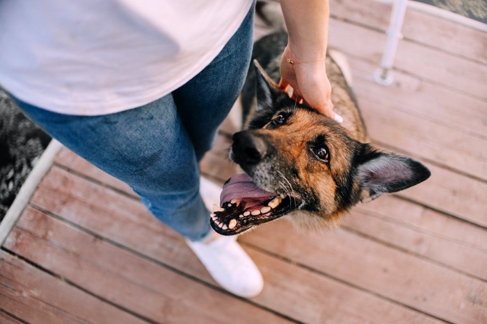 飼い主を見ている犬